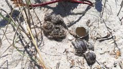 Cr�as de p�llara nacidas en el arenal de Baldaio, en Carballo