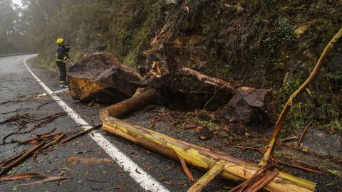 Trabajadores del GES retiran un �rbol en la carretera a Balar�s