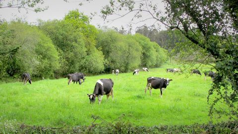 Vacas pastando en un prado del concello de Mazaricos