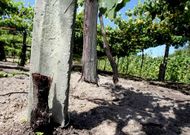La Guardia Civil inspeccion� ayer los da�os mientras las cepas cortadas a�n supuraban.