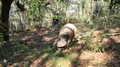 Los cerdos celtas que se criarn en Eirexalba (O Incio) vivirn al aire libre y entre castaos