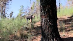 Restauracin del paisaje en terrenos incendiados de la sierra de O Courel