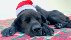 Rolo fue abandonado en el monte de A Curota y desde el ao pasado vive en el centro de recogida de A Tomada a la espera de encontrar una familia.