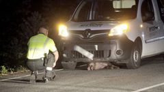 Accidente causado por la irrupci�n de un jabal� en una carretera de Noia