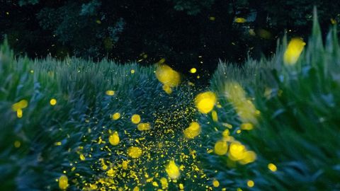 Imagen captada en un campo de Gerona con centenares de luci�rnagas.