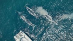 Imagen a�rea tomada a varias millas al oeste de las R�as Baixas. Destaca el avistamiento de grupos numerosos.