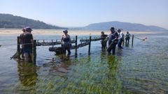Las mariscadoras trabajan en las estructuras instaladas en la ensenada de San Sim�n.