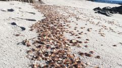 Arribada masiva de cangrejos patexos a Ons