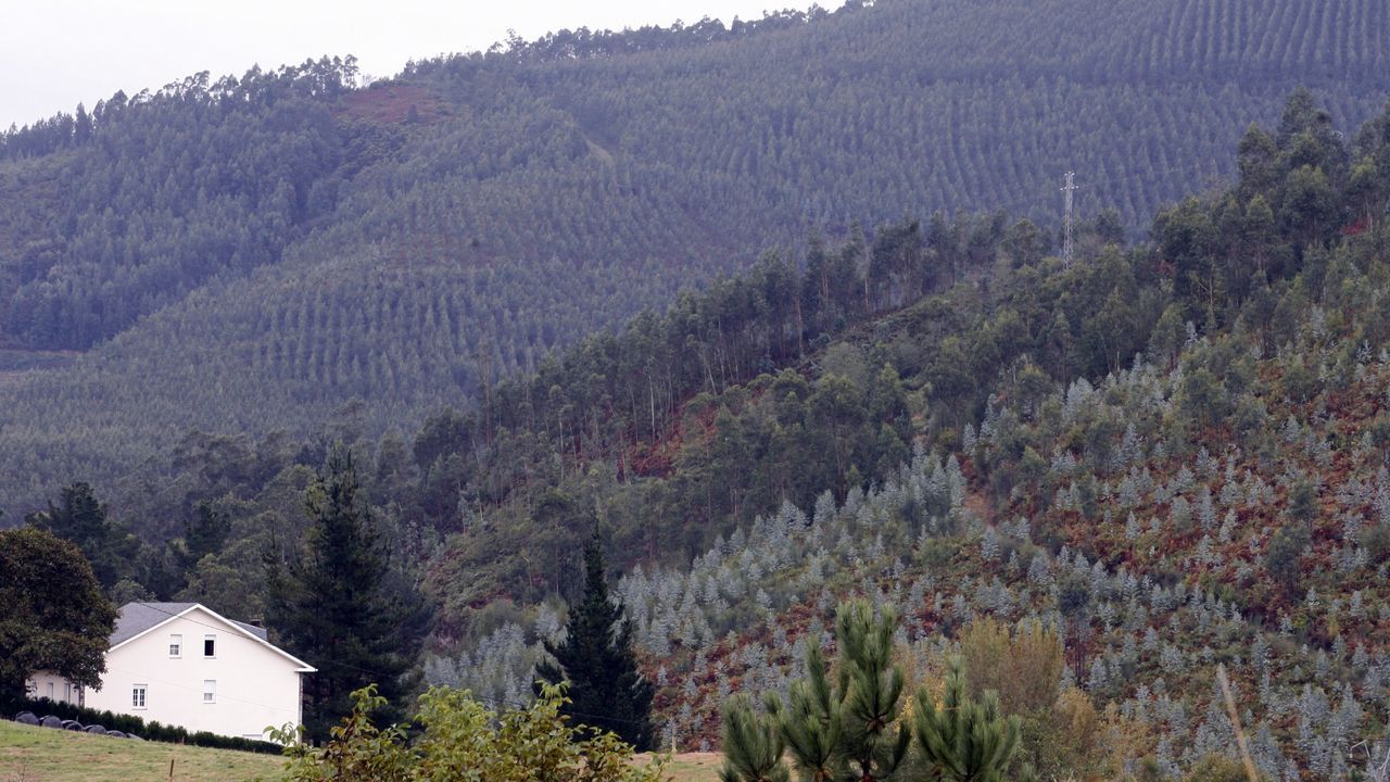 O Vicedo busca a los dueños de más de 600 parcelas para que cumplan con las franjas contraincendios