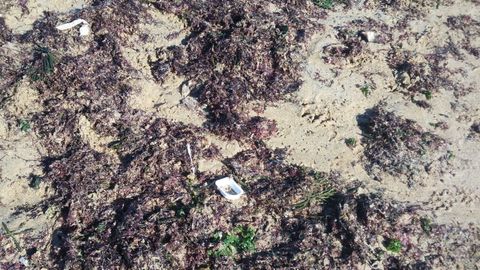 Basura arrastrada por la marea a la playa de San Lorenzo de Gij�n.Trozos de pl�stico entre las algas y el carb�n