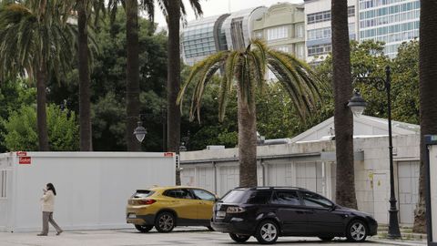 Aspecto de una de las palmeras que hay en M�ndez N��ez, detr�s del Copacabana