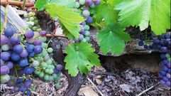 Envero de la menc�a en un vi�edo de Val dos Frades, en una foto tomada este jueves