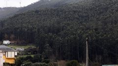 Plantacin de eucalipto en Viveiro, en imagen de archivo
