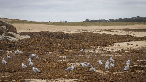 La llega de algas a las costas de Galicia es habitual en diversos momentos del ao, como se ve en la imagen, tomada en la playa de Vilar (Ribeira) en agosto del 2020