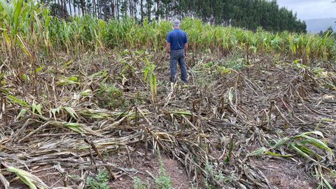 Imagen de una finca de la comarca del Deza en la que el jabal� caus� serios da�os al cultivo del ma�z