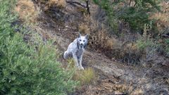 La lince ibérico hembra en un hábitat natural en Jaén