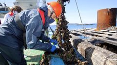 Acudimos con t�cnicos del Intecmar a un muestreo de mejill�n para analizar biotoxinas