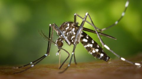 Aedes albopictus
