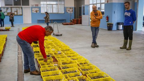 Subasta de marisco en la lonja de Cabo de Cruz