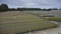 Viveiros do Furadouro (en Figueira da Foz, Portugal) creados por Altri para reforestar las zonas de explotaci�n