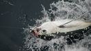 Un bonito del norte capturado por un barco gallego, en el momento de salir del agua para izarlo a bordo, en una imagen de archivo