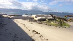 Actual estado de la playa de Carabuxeira, en Sanxenxo