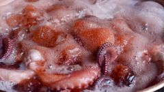 El pulpo es una de las principales atracciones de ferias