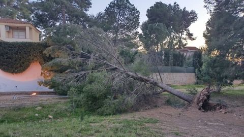 En la Comunidad Valenciana se registraron decenas de ca�das de �rboles