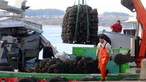 Descarga de mejill�n en Porto Meloxo (O Grove) en diciembre del 2024.