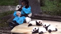 Abrazador de pandas: Un trabajo entraable y real