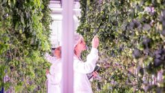 Una instalaci�n experimental de cultivo interior de l�pulo de Ekonoke en la comunidad de Madrid
