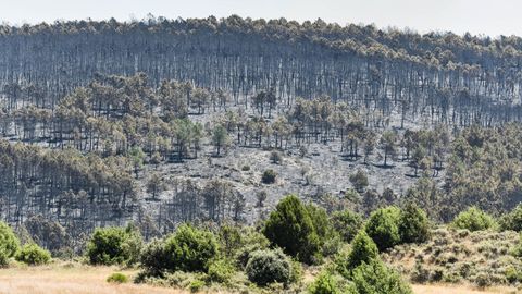 Terreno quemado este viernes por el incendio en La Mierla, Guadalajara.