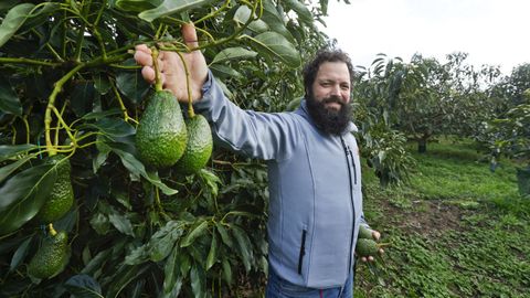 Leandro muestra aguacates de la variedad hass en la finca que plant� en el 2019