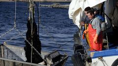 Los mejillones se cr�an en cuerdas colgadas de las bateas, como la que levantan estos productores de Arousa, en una imagen de archivo