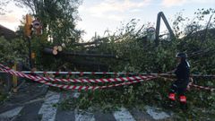 �rbol ca�do por el temporal en Gij�n.