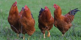 Ejemplares en una granja cruce�a de gallos de la raza Gali�a de Mos sobre la que se pedir� la IXP. 