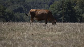 Imagen de archivo de una vaca pastando