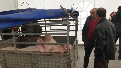 Feira do porco da ceba en Cospeito: animales en venta.