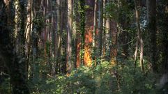 Llamas entre la maleza a escasa distancia de las viviendas de Vilar, en Vilaboa, en el incendio de agosto
