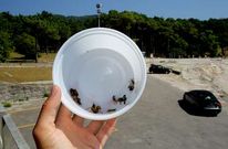 Todos los d�as recogen decenas de avispas muertas en el bar de Balar�s. 