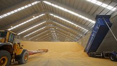 Ma�z acumulado en las naves de los estibadores del puerto exterior de punta Langosteira