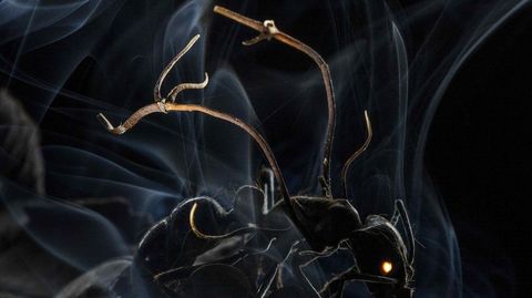 Esporas de un aterrizaje de hongos en una hormiga, penetrando su exoesqueleto y entrar en su cerebro, que lo obliga a abandonar su h�bitat normal en el suelo del bosque y escalar a un �rbol cercano.