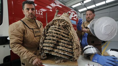 Dos miembros de Protecci�n Civil de Cambre con un nido de velutina