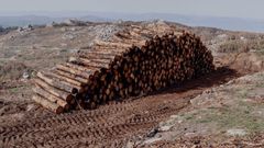 Pila de troncos talados esperando a ser recogidos.