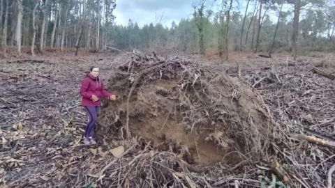 Las piezas cer&aacute;micas aparecieron&nbsp;bajo un gran eucalipto