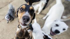 Imagen de recurso de un perro