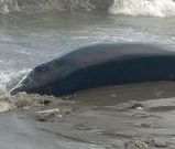 Apareci� en una playa de Nois