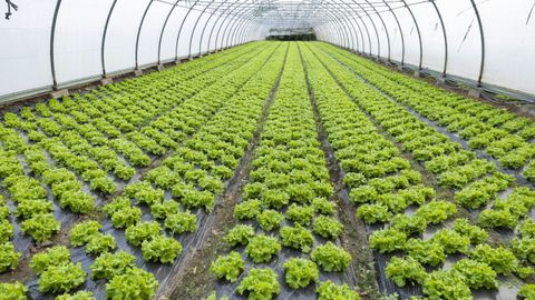 En las jornadas de Agaca qued� claro que Galicia debe apostar m�s por los cultivos de invernadero