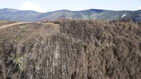 Zona de monte donde se est cortando madera de pinos quemados el ao pasado