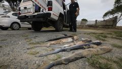 Protecci�n Civil de Viveiro recogi� a los cinco juveniles de tintorera que aparecieron muertos en la playa de Area